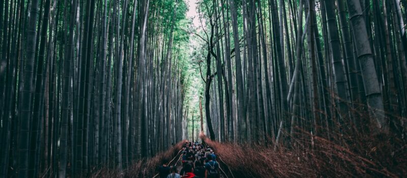 Les meilleures activités au Japon