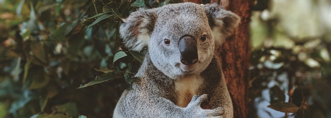 Koala accroché à un eucalyptus dans la forêt australienne