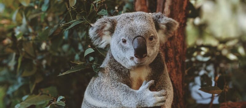 Coraux, eucalyptus et outback : la nature démesurée de l'Australie