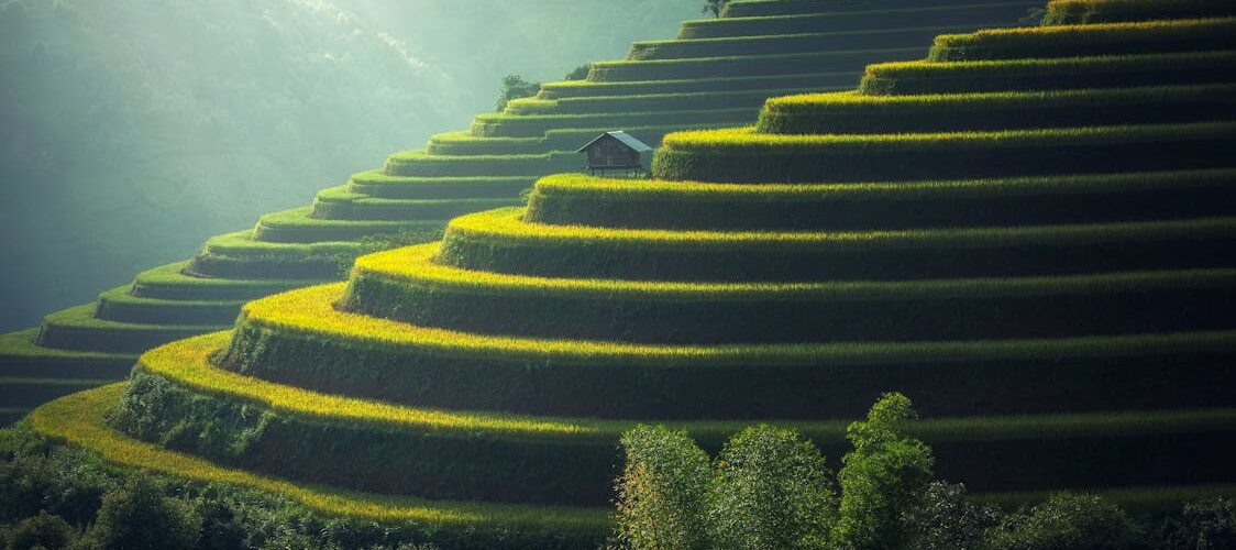 Rizières verdoyantes en terrasses avec hutte sous le soleil, Asie du Sud-Est