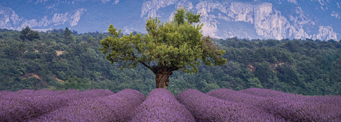 Champs de lavande à Valensole en Provence avec un arbre solitaire et les montagnes au fond
