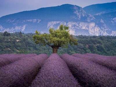 Lavande, falaises d'Étretat et calanques : les paysages français qui coupent le souffle