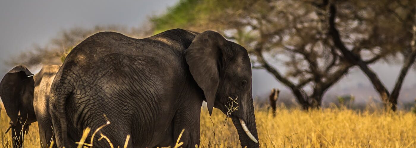 Troupeau d'éléphants traversant la savane kényane avec le Kilimandjaro en arrière-plan