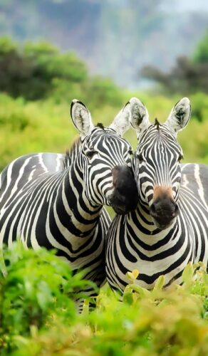 Deux zèbres dans la savane verdoyante du Kenya