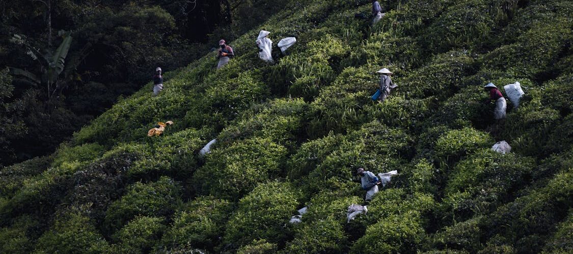 Récolte du thé dans les plantations verdoyantes des Cameron Highlands, Malaisie