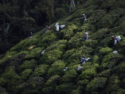 De Bornéo aux Cameron Highlands : entre jungle primaire et plantations de thé