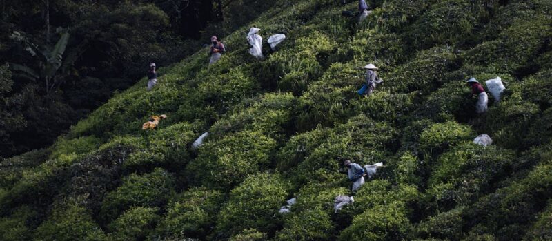 De Bornéo aux Cameron Highlands : entre jungle primaire et plantations de thé