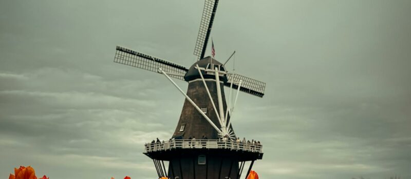 Champs de tulipes, polders et îles frisonnes : la nature néerlandaise, plate mais jamais monotone