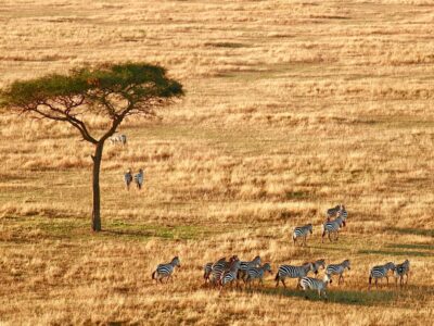 Arusha