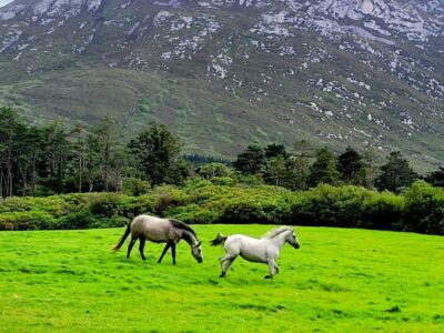Galway