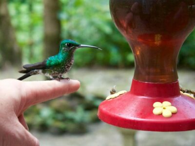 Monteverde