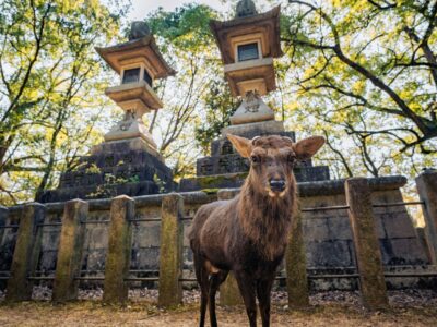 Nara