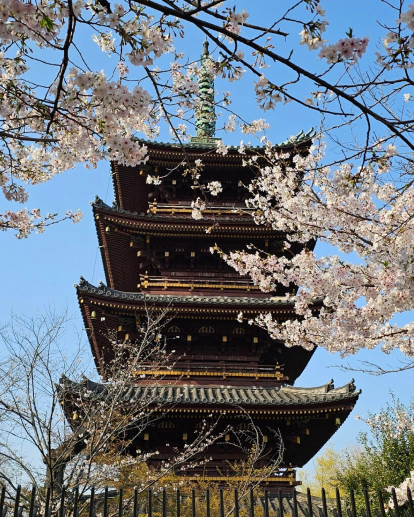 Pagode japonaise encadrée de cerisiers en fleurs au parc Ueno, Tokyo